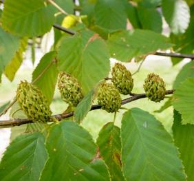 The female catkins and foliage of a yellow birch tree.