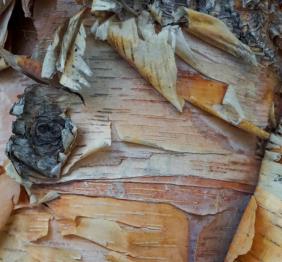 A closeup of river birch bark, showing its many colorful layers.