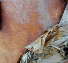 A closeup of river birch bark in shades of gray and copper.