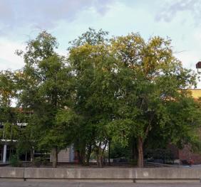 A stand of river birch located in the Perry Quad between Bulger Communication Center and the EH Butler Library.