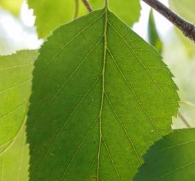 A closeup of a paper birch leaf.