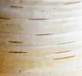 A closeup of paper birch bark.