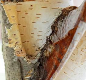 The peeling bark of a paper birch displaying its thin, colorful layers. The older, outer layers are dark and range from grey to brown to reddish, while the inner bark is a smooth, creamy white.