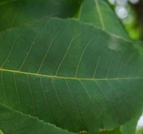The leaves of a shagbark hickory.
