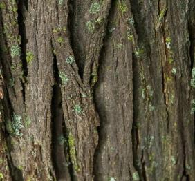 The characteristically shaggy bark of a shagbark hickory.
