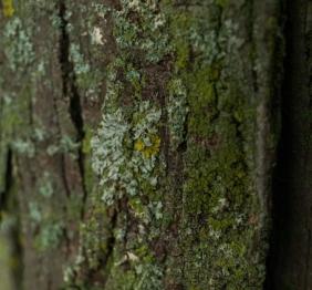 Shagbark hickory bark covered in lichens.