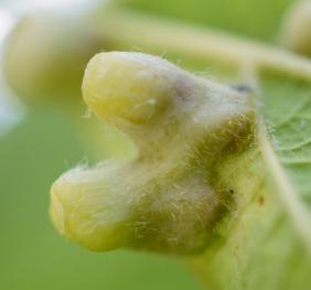 Psyllid galls on a hackberry leaf.