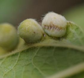 Large, fuzzy galls on a hackberry leaf caused by a psyllid - an aphid-like insect.