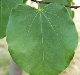 The heart-shaped leaves of an eastern redbud.