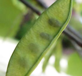 A closeup of the seed pod of an eastern redbud, which resembles a peapod.