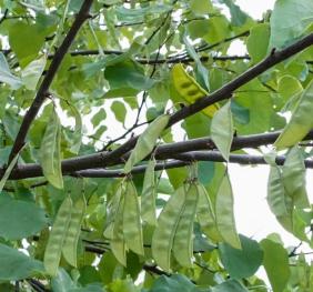 Eastern redbud seed pods and foliage.