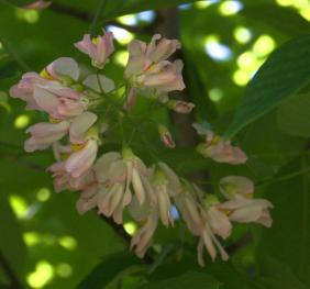 A spike of Kentucky yellowwood flowers displaying shades of white, pink, yellow, and red.