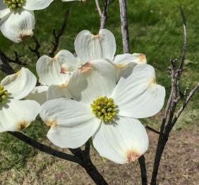 The large, white flowers of a flowering dogwood.