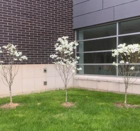 A trio of flowering dogwoods in bloom, bearing large, white flowers. These dogwoods are located outside of Caudell Hall. 