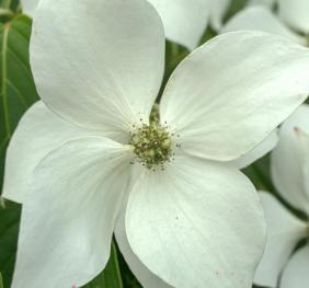 A closeup of a kousa dogwood flower.