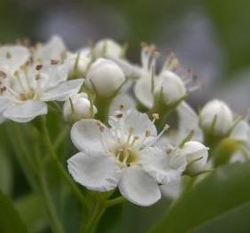 A closeup of delicate, white cockspur hawthorn flowers.