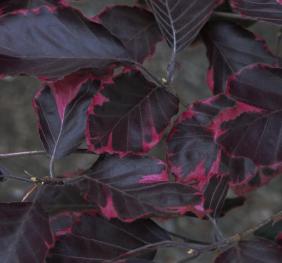 The vibrant burgundy and magenta foliage of a 'Roseo-Marginata' or tricolor beech - a cultivar of European beech bred specifically for its unique coloration.