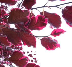 The vibrant burgundy and magenta foliage of a 'Roseo-Marginata' beech.