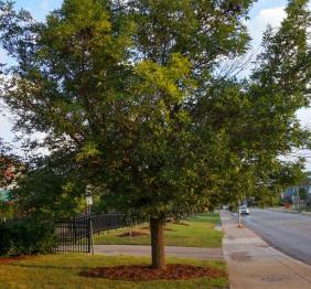 A green ash located outside of the Student Apartment Complex along Grant Street.