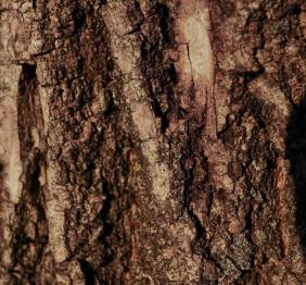 The crags of a green ash's bark form a web of vertical stripes.