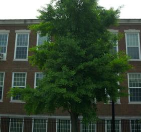 A mature common ginkgo stands tall between the EH Butler Library and Bacon Hall.