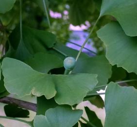 A closeup of common ginkgo leaves and a developing ginkgo seed. The seed will develop into an edible nut surrounded by a thick, fleshy coating that is often described as smelling like gym socks or vomit.