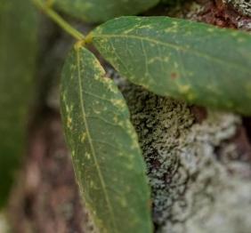 A closeup of honeylocust leaves.