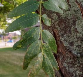 Honeylocust leaves.