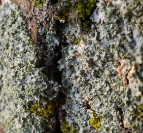 A closeup of lichens growing on honeylocust bark.