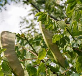 Kentucky coffeetree seedpods and foliage.
