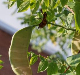 A developing Kentucky coffeetree seed pod displaying a gradient of yellow-green and reddish-brown shades.