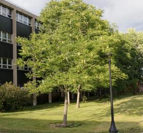 A Kentucky coffeetree outside of Upton Hall.