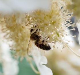 A honeybee drinks from a hydrangea flower.