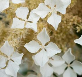 An abundance of white hydrangea flowers.