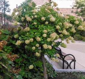 A panicled hydrangea outside of Cleveland Hall.