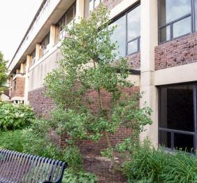 An American holly outside of Cleveland Hall.