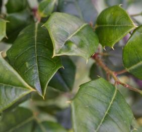 A closeup of an American holly's glossy, pointy leaves.