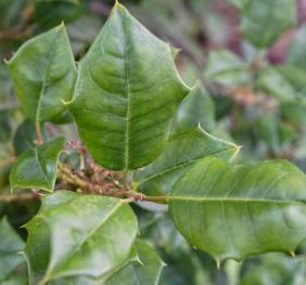 American holly leaves.