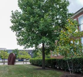 A tulip poplar outside of Rockwell Hall.