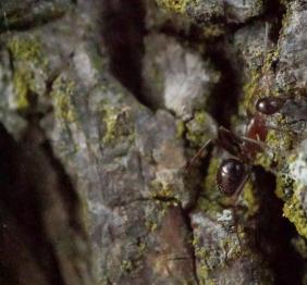 A carpenter ant traverses the lichen-coated crags of tulip poplar bark.