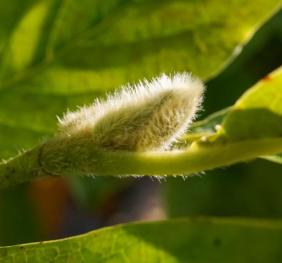 A small, fuzzy magnolia bud.