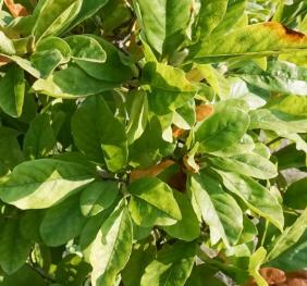 Magnolia foliage illuminated by the evening sun.