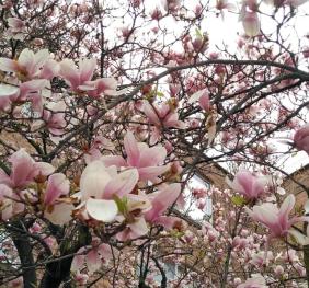 A magnolia tree heavily laden with large, pink blossoms.