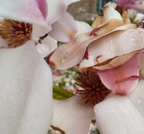 A closeup of magnolia blossoms. The soft, pink and white petals are adorned with glittering beads of water.