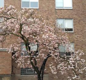 A magnolia in full bloom outside of Perry Hall.