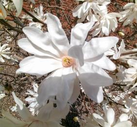 A closeup of a large, white star magnolia blossom.