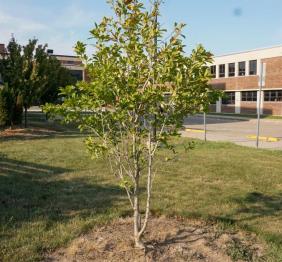 A star magnolia located outside of the Tech Building. 