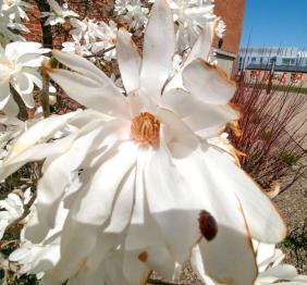 A closeup of a large, white star magnolia blossom. A ladybug clings to one of the petals.
