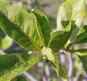 Star magnolia foliage.