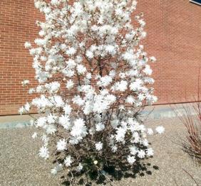 A star magnolia in full bloom, laden with numerous white, star-shaped flowers.